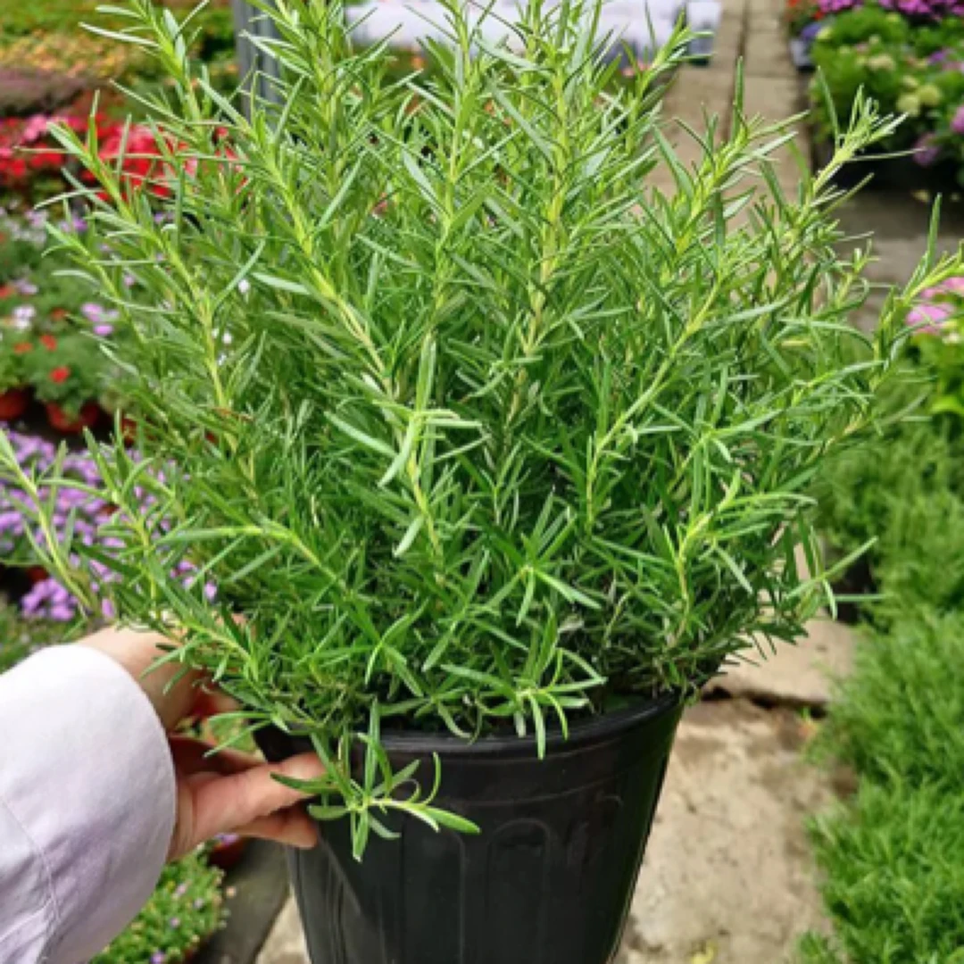 迷迭香盆栽牛排可食用驱蚊植物薄荷苗花卉绿植物室内煎牛排好养活