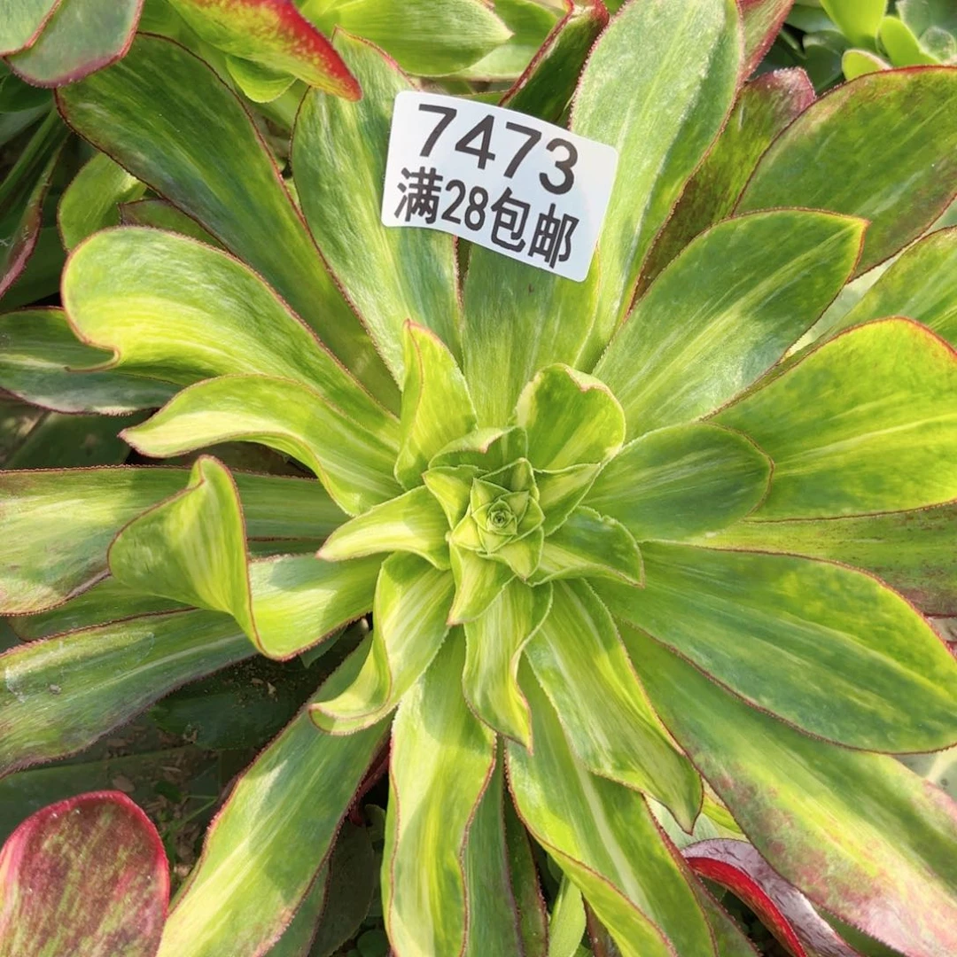 E. 7473魅影中班七彩多肉