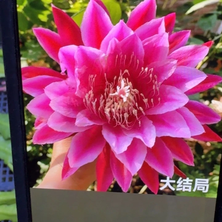 220令箭大结局7公分左右无根侧牙斑，20包邮