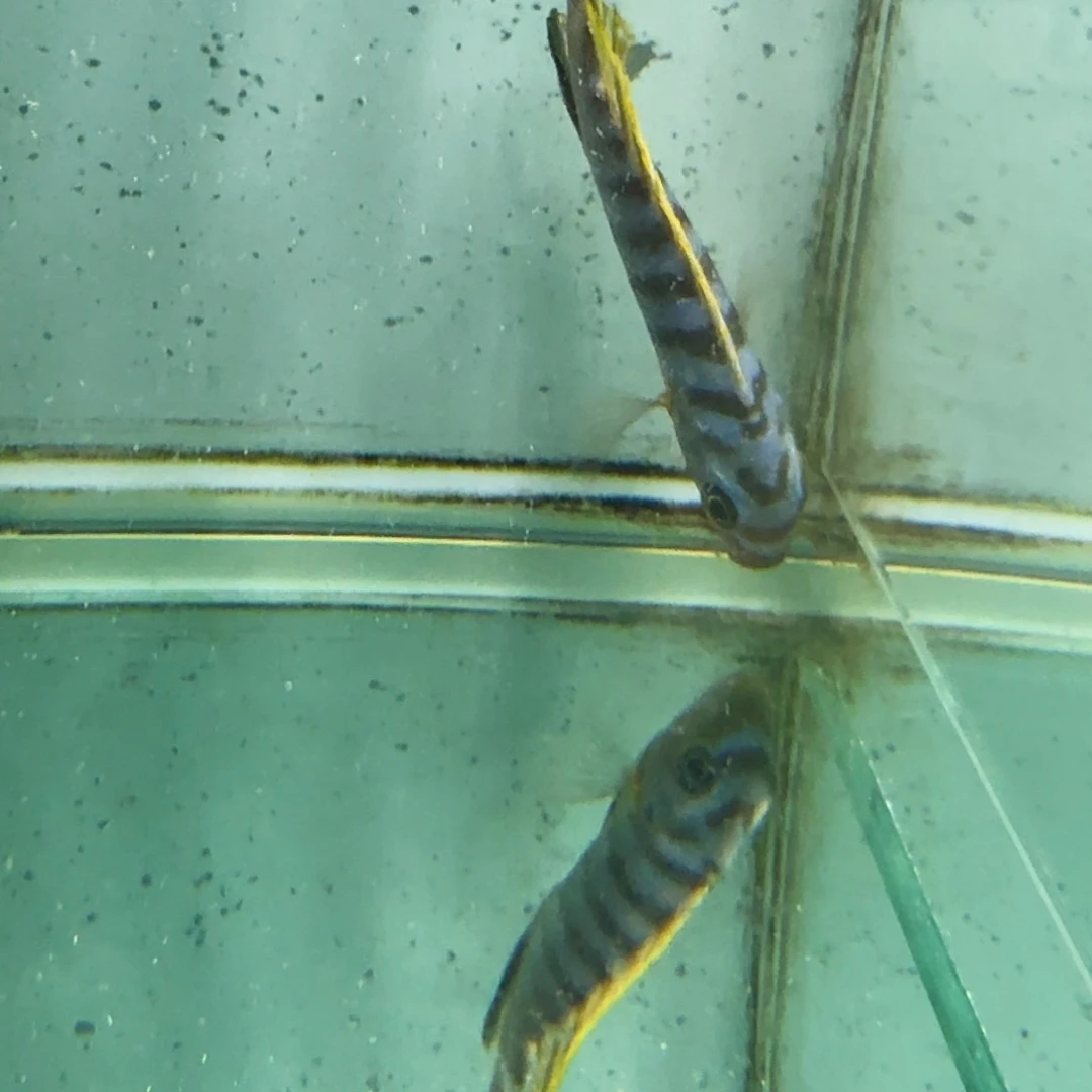 K***k海水1446野蓬勃。