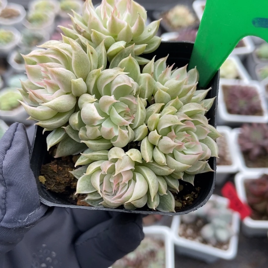 843玛格丽特锦多肉植物