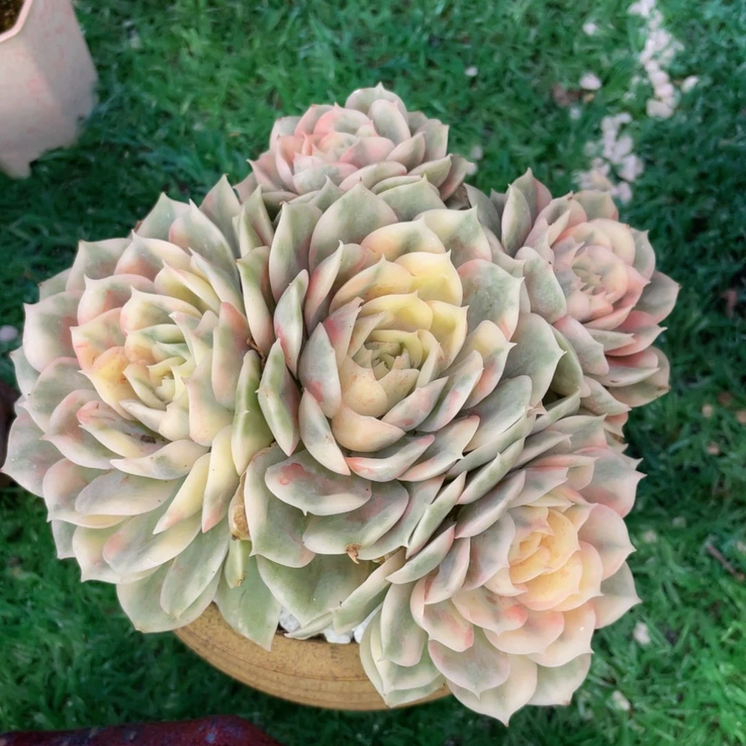 多肉植物盆栽多肉