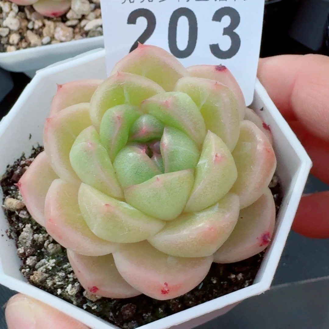 m100            精美多肉植物