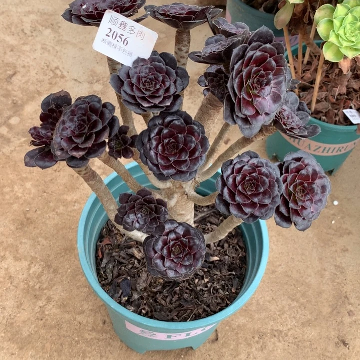 2056墨法师多肉植物特价