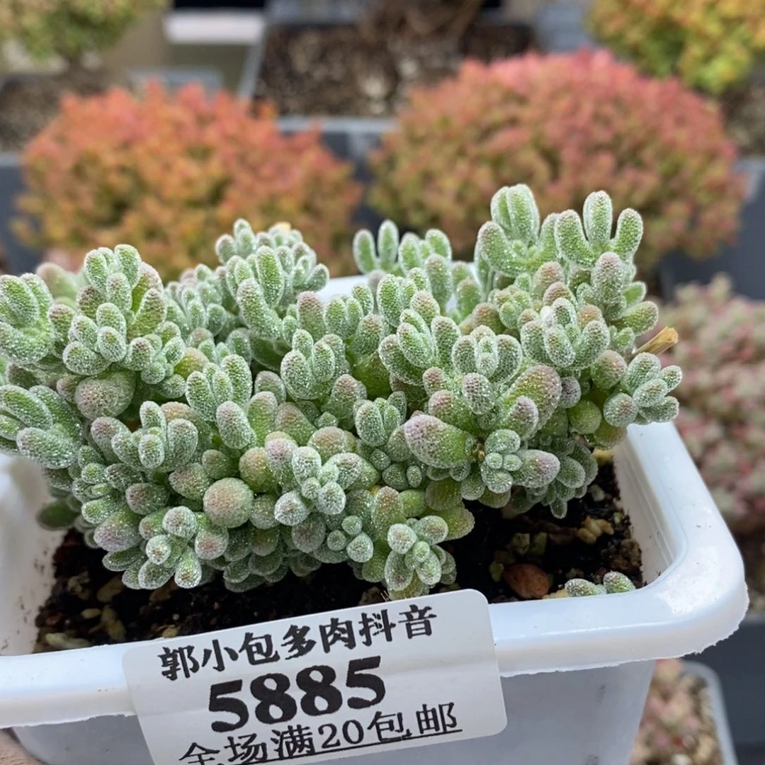 优选冰晶5885枝干番杏