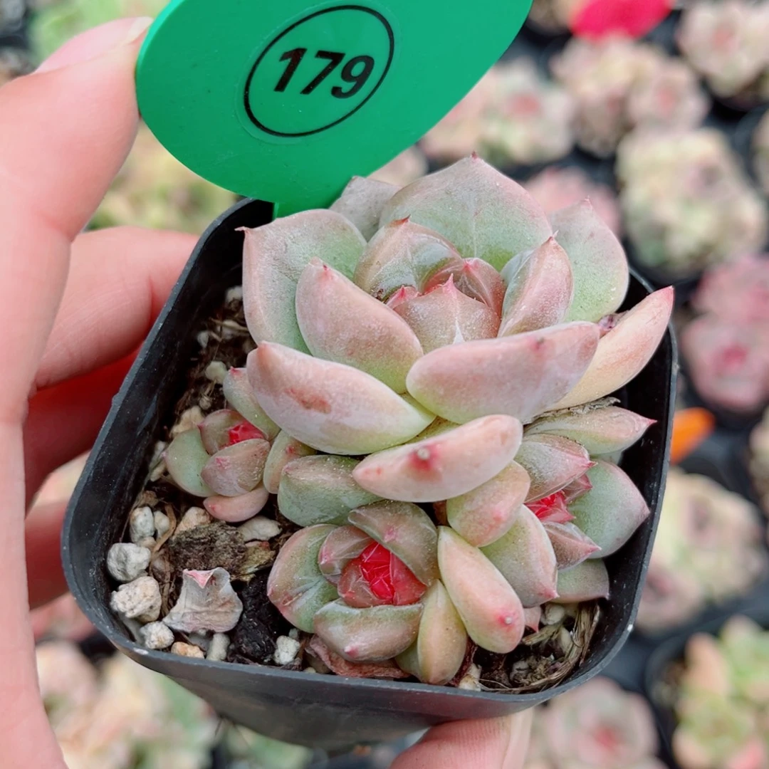 179号小老桩新品珍妮群