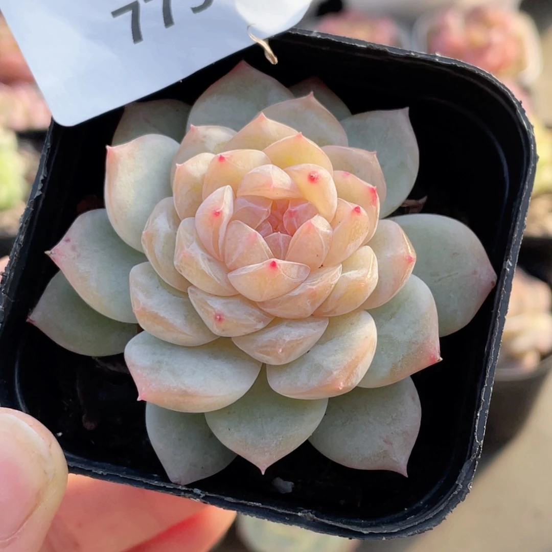 775号糖心冰心珍妮 灵犀