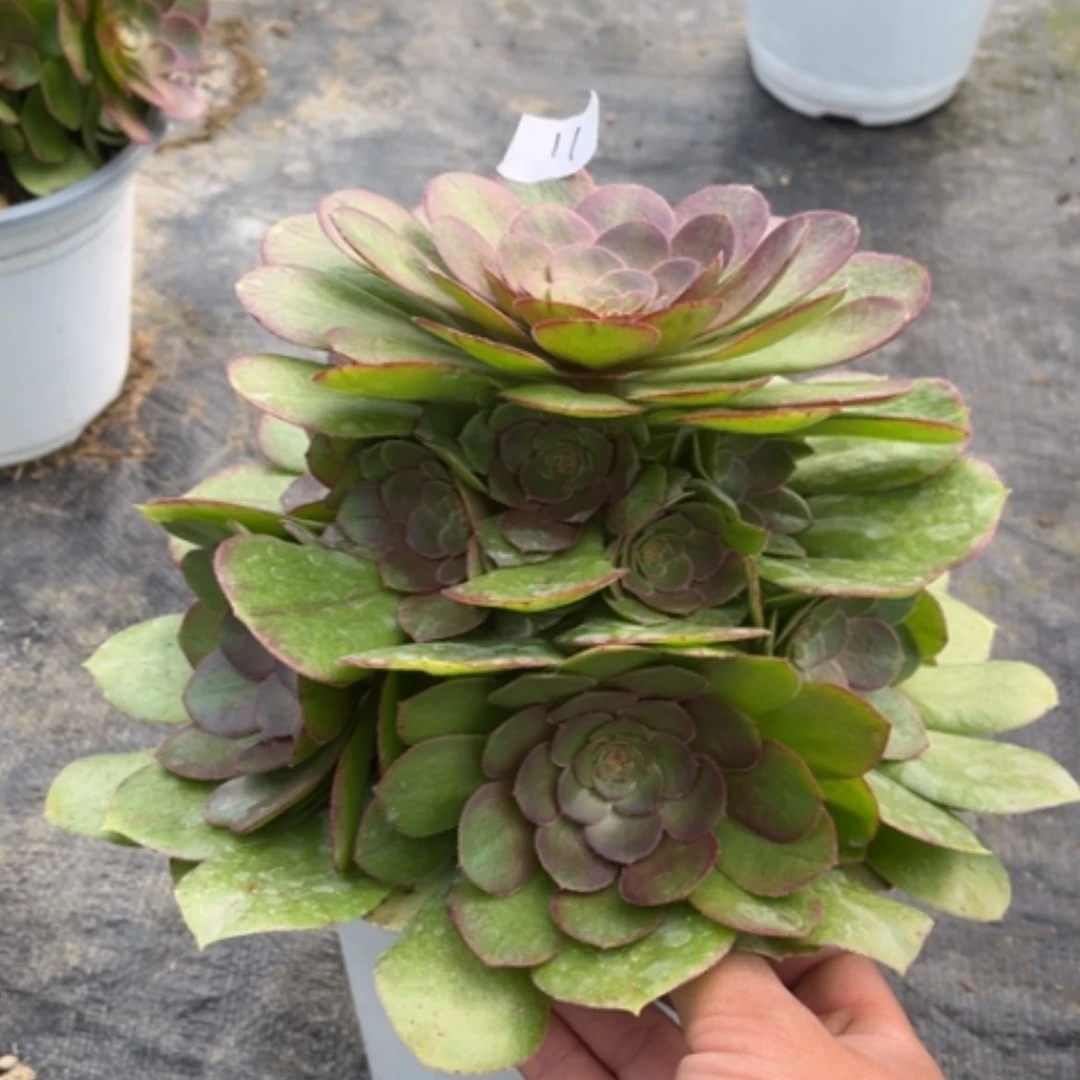 【闪购商品】11莎啦碗多肉法师