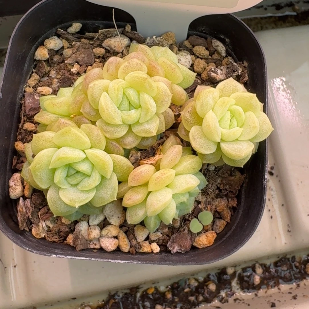 猫***仔0823-058-麦秆不包整