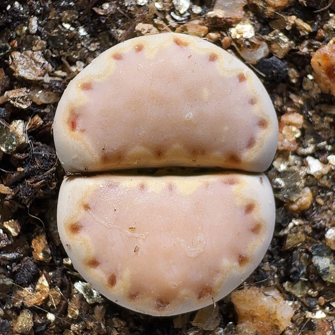 生石花1111111。    133