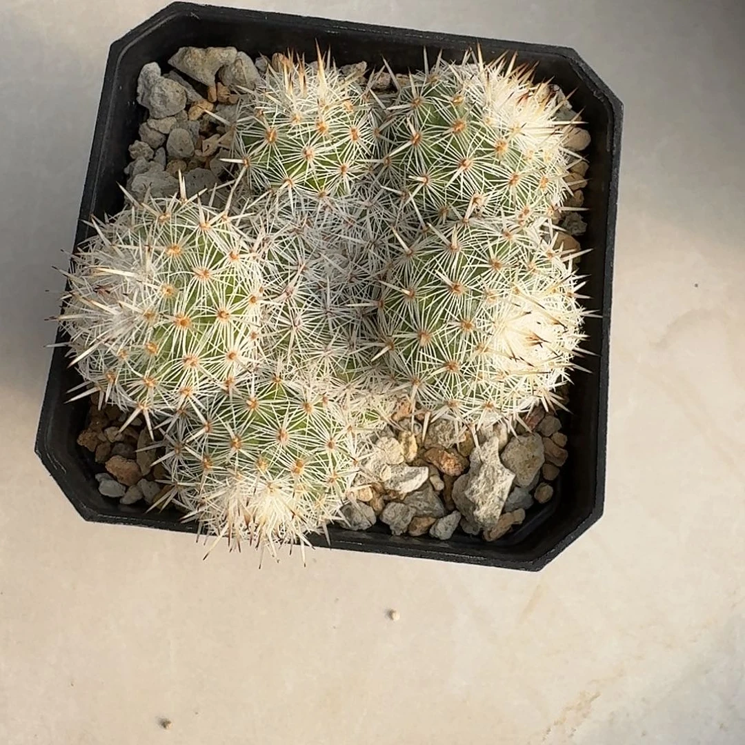 小***节直播间，小麦哥哥，专拍，