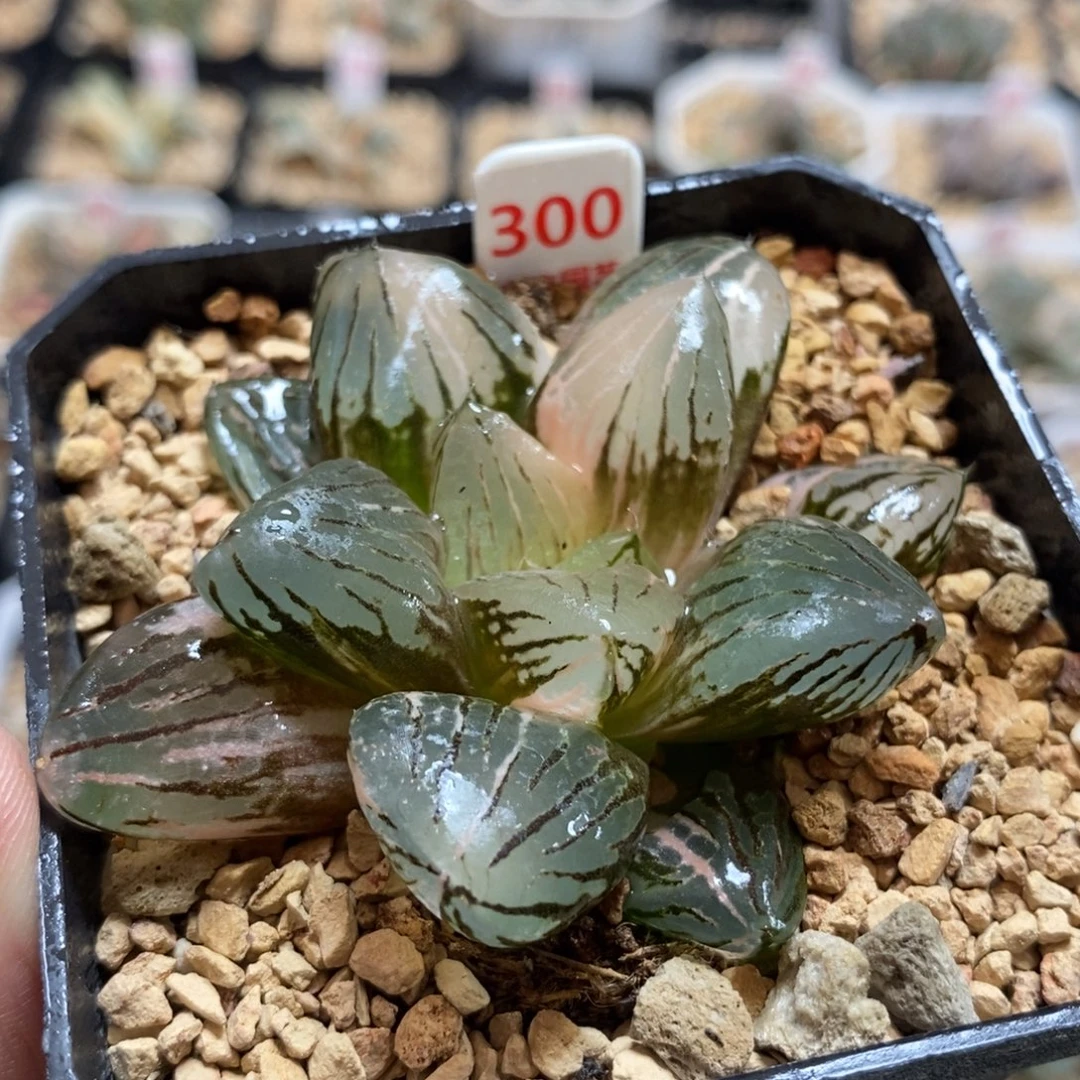 300玉潭寿锦一物一图