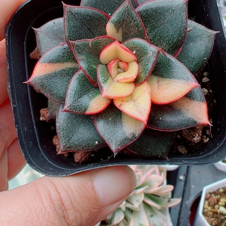 麒麟座锦多肉植物381