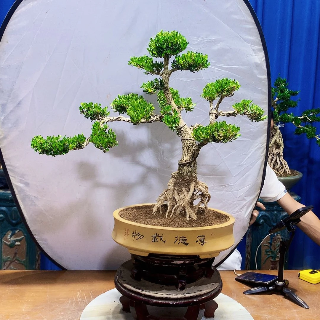 无花朵黄杨盆景一物一拍