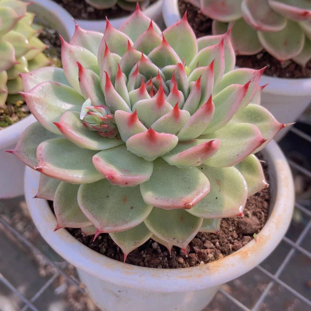 托斯卡13公分999999999999