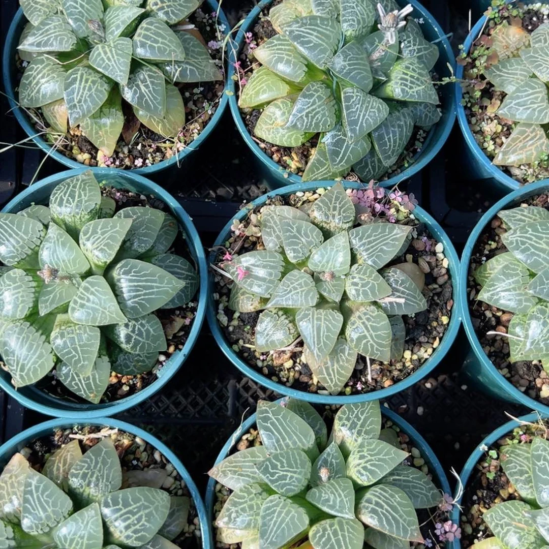 加仑盆康平多肉植物一颗