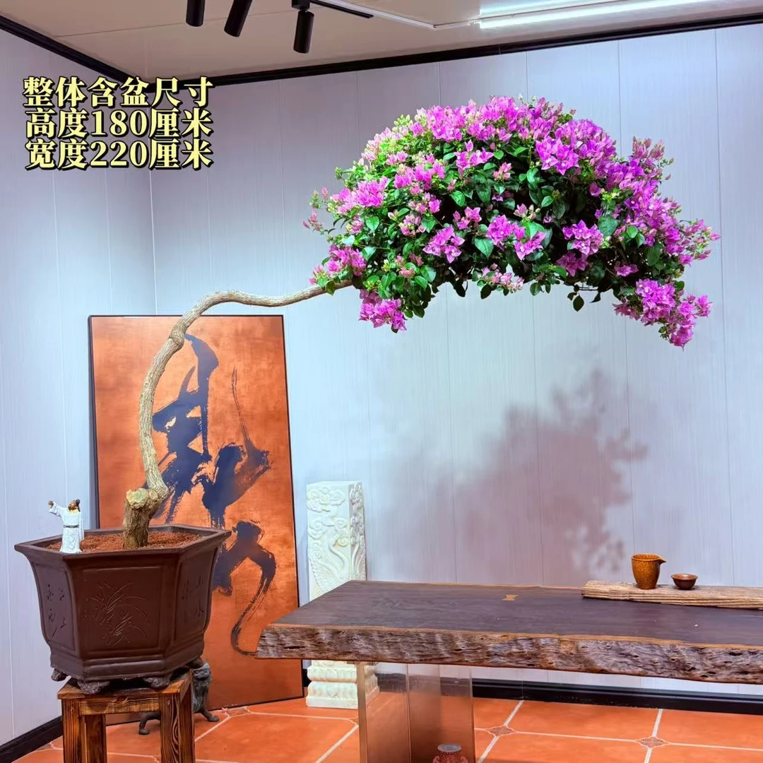 【楠山园艺】雪紫勤花精品老桩三角梅盆景