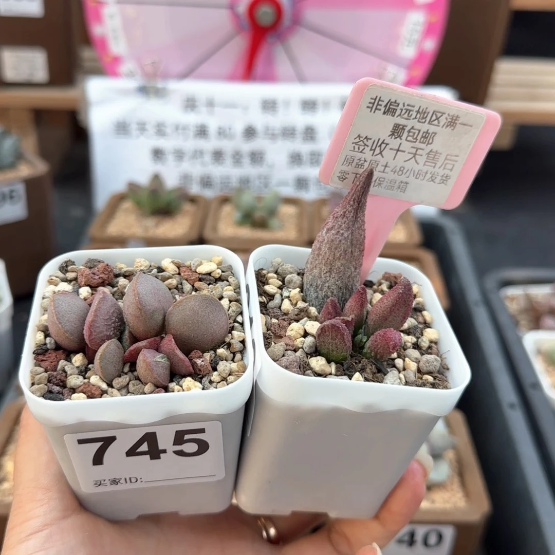 745妖姬猪尾巴多肉植物