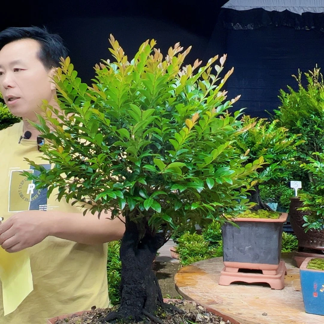 无花朵用****8秀明园艺秀明国艺