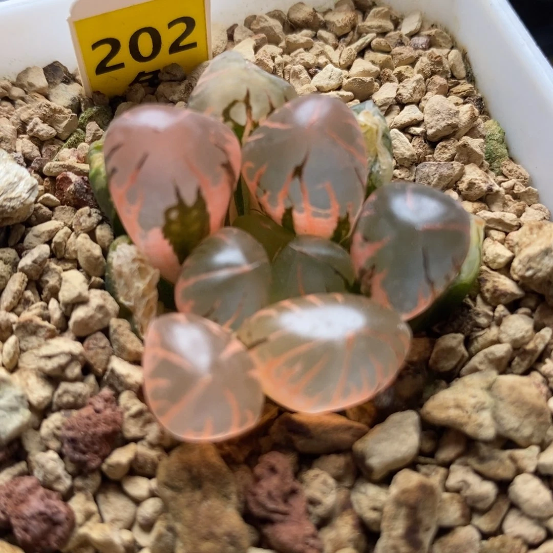 202灵犀玉露锦一物一拍