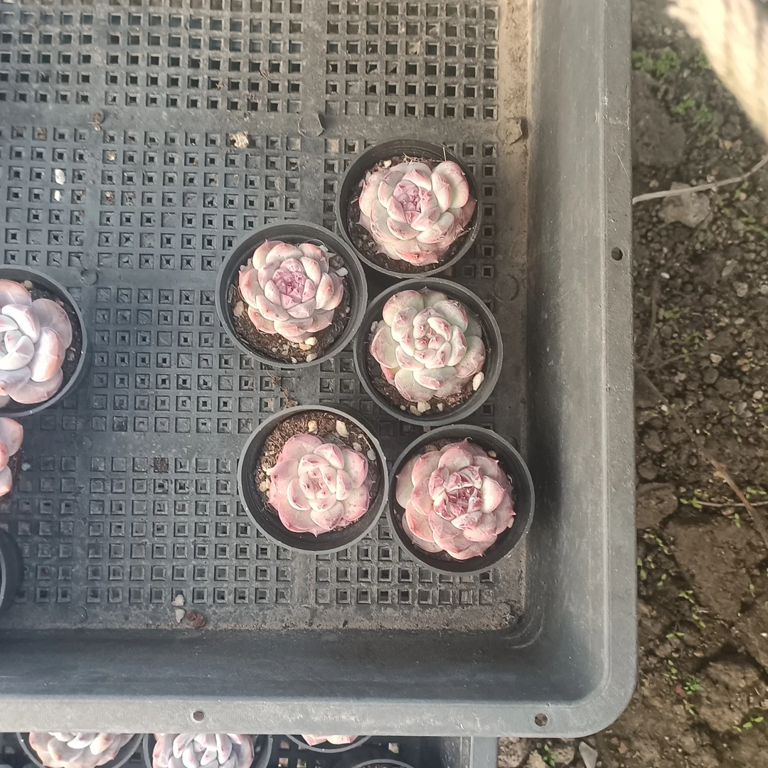 新品杂交5棵多肉植物