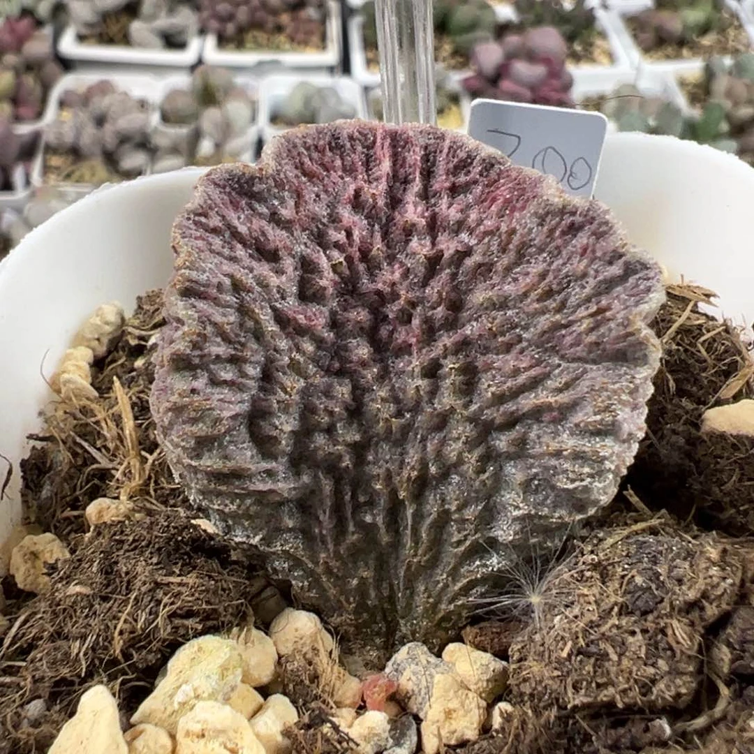 大叶型深纹路款实生新品