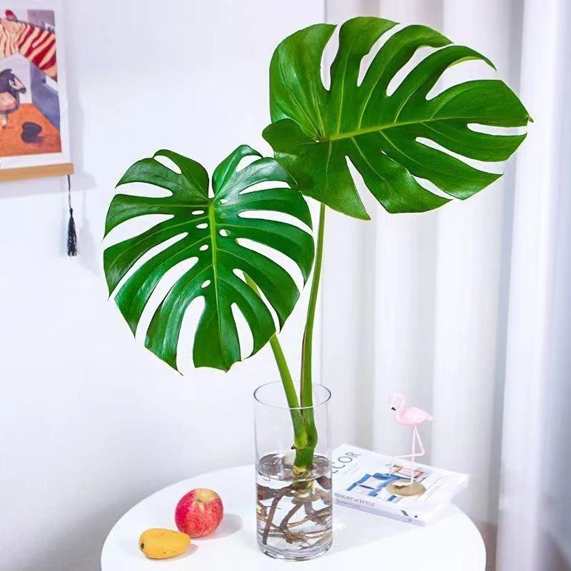 龟背竹大型盆栽绿植室内客厅吸甲醛净化空气四季常青大叶水培植物