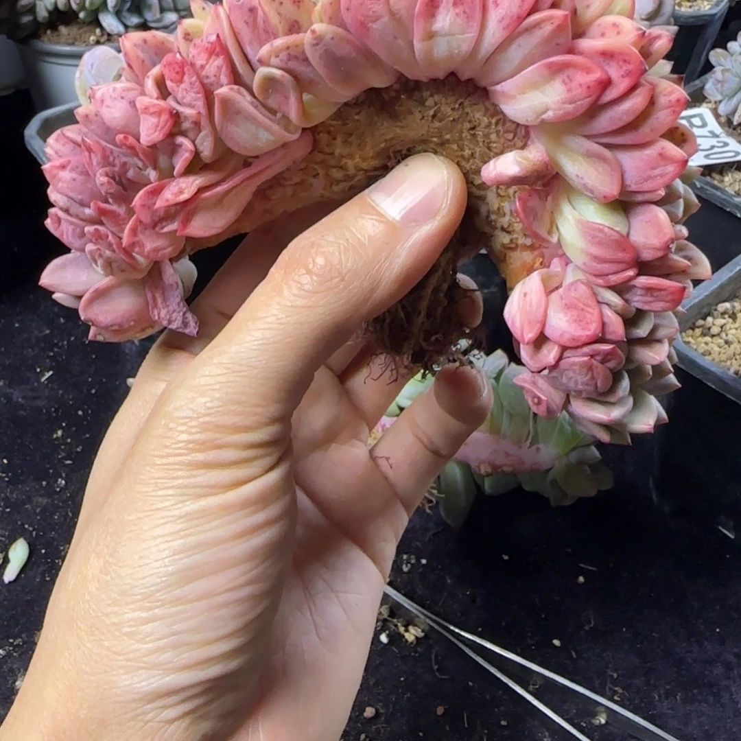 爱丽儿缀化一物一拍
