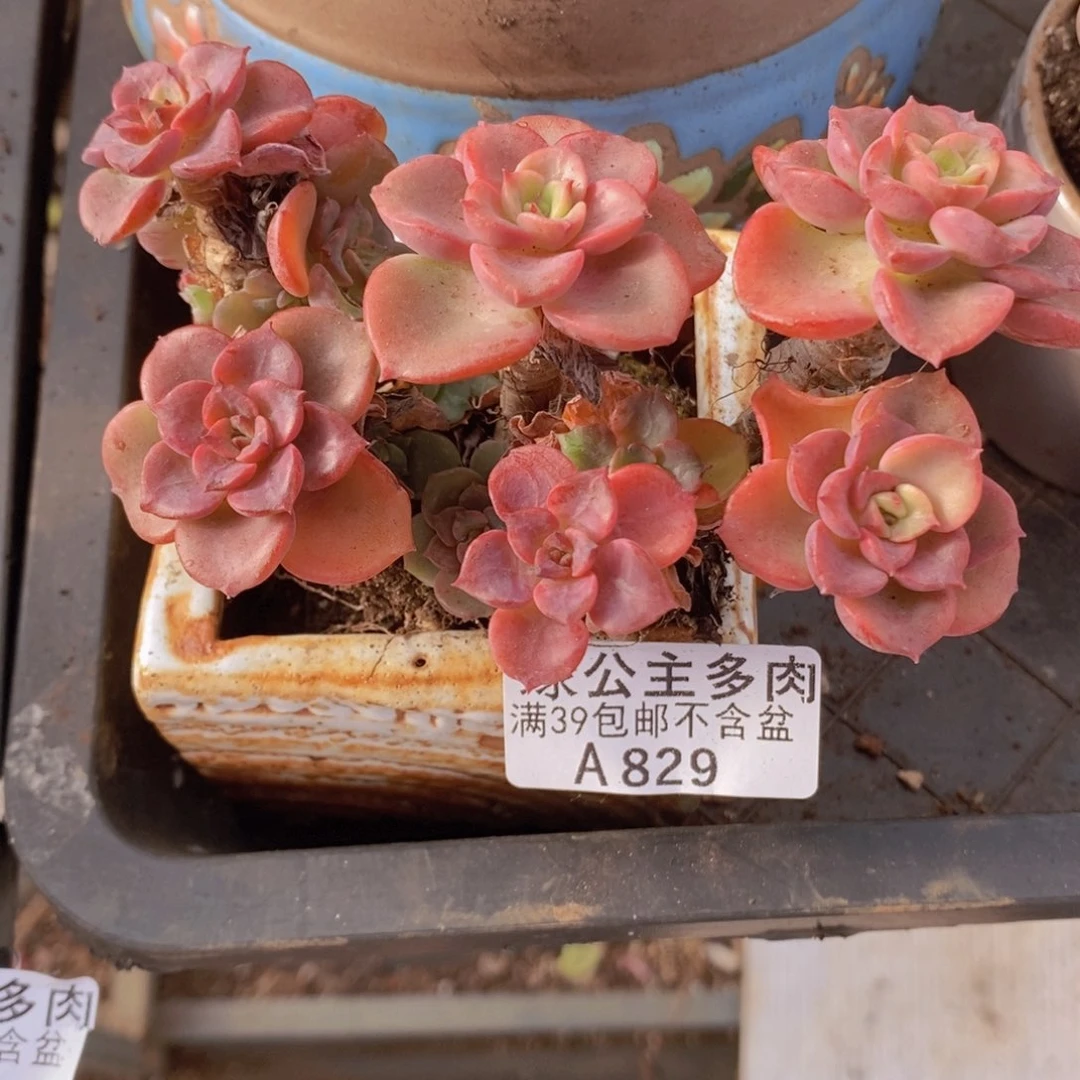 高贵老桩10cm829多肉酱