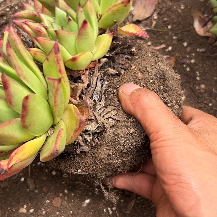 无花朵口红群。