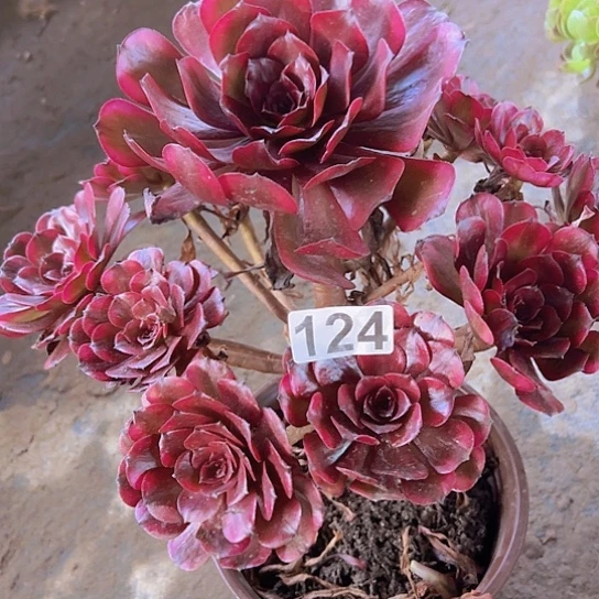 感***李多肉植物一个美肌