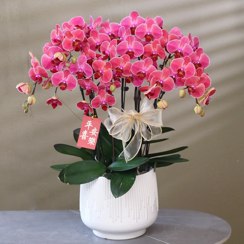 【桔子】橙红色系蝴蝶兰带花带盆组好伴手礼送礼茶桌客厅美化装