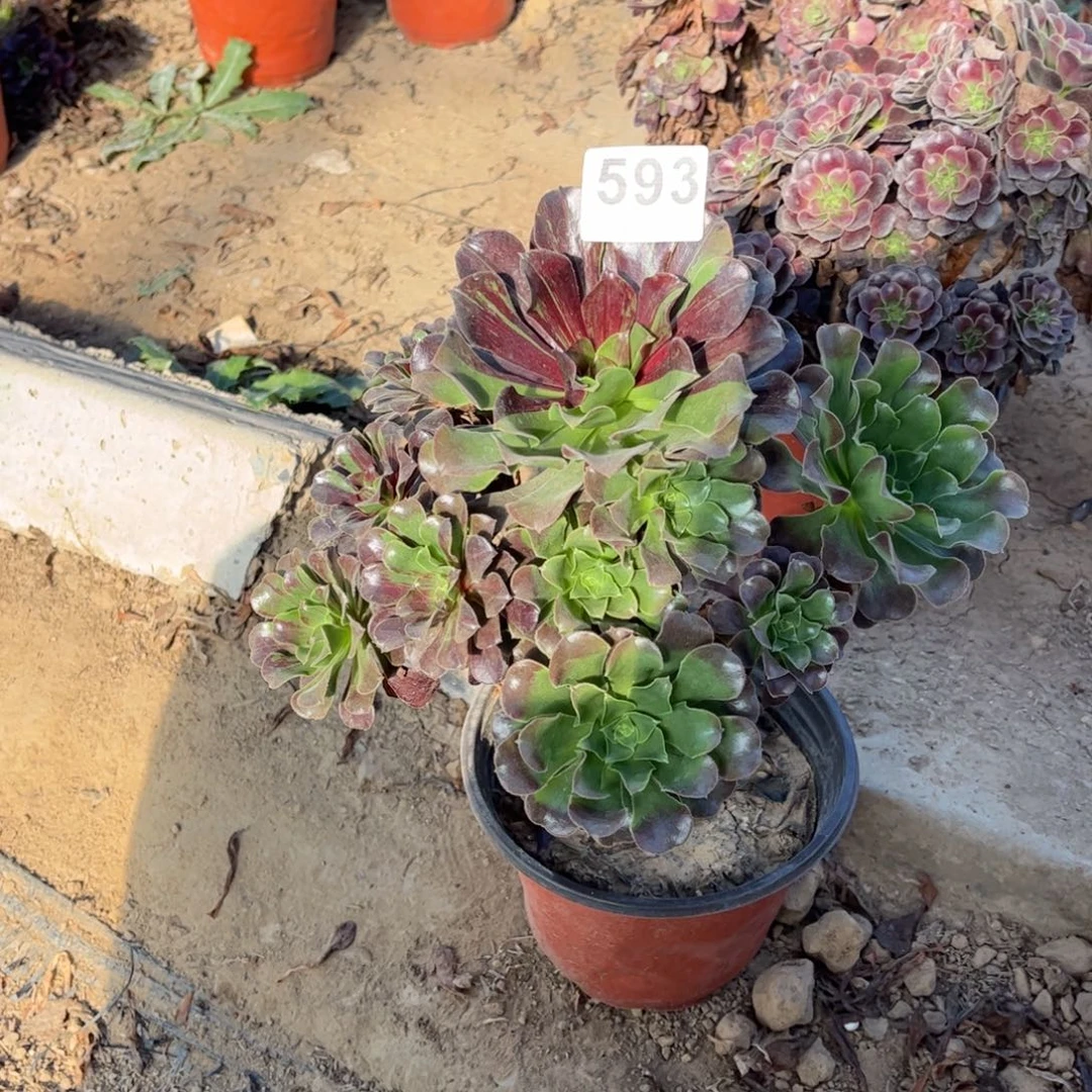 欧若拉593不包断枝