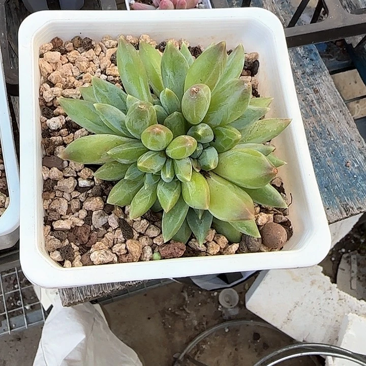 弥****云青蛙王子儿童牙膏11