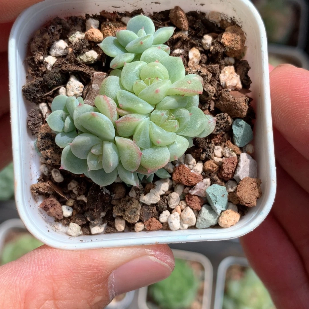 7头小脸珍妮群。   39号
