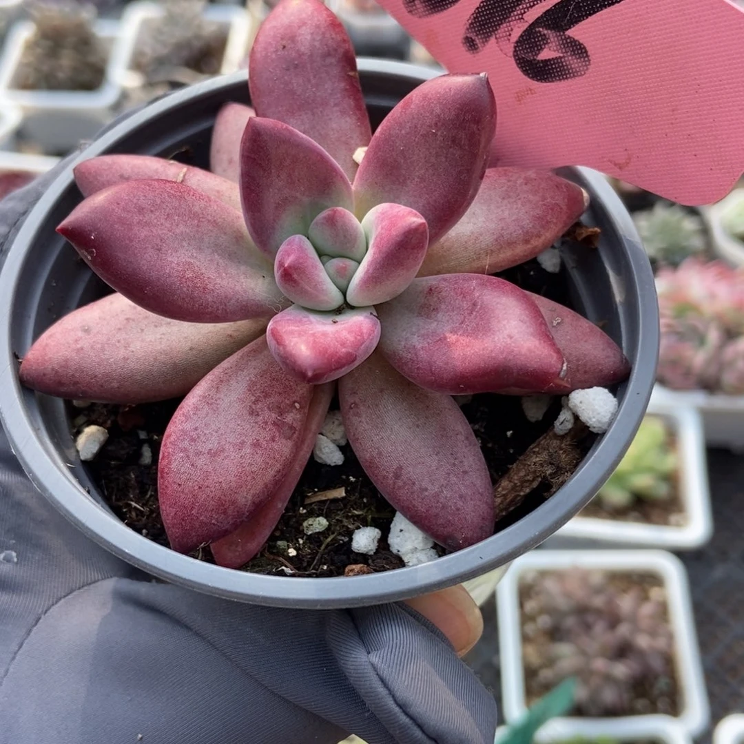 376赫菲多肉植物多肉