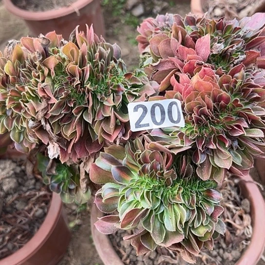 瑞***多肉植物一个中班200