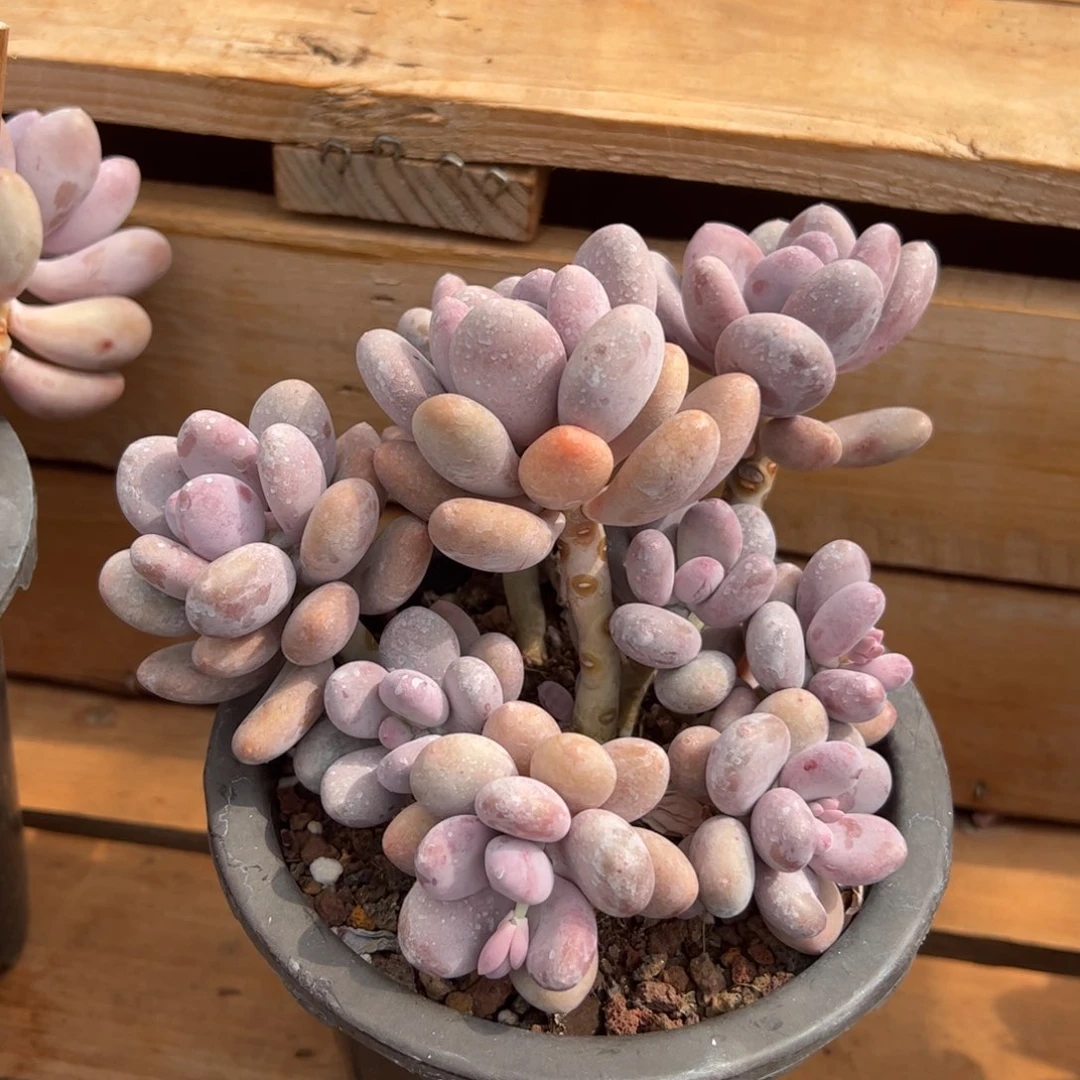 橙雪球多肉植物好看