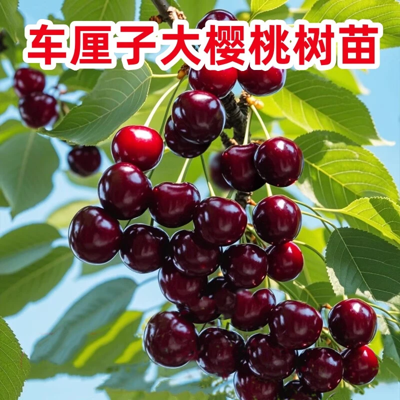 【车厘子树苗】盆栽地栽南北种植大果耐寒耐旱树苗精品嫁接