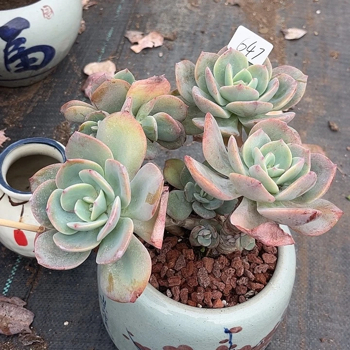 用***1647血凤脱发货不退不换