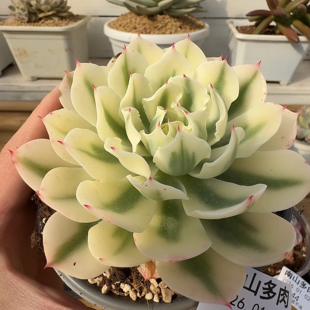 海啸锦111111102-150