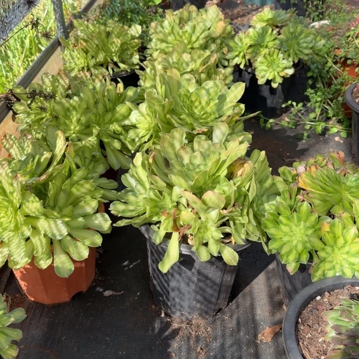 粉体韶华啊啊啊啊