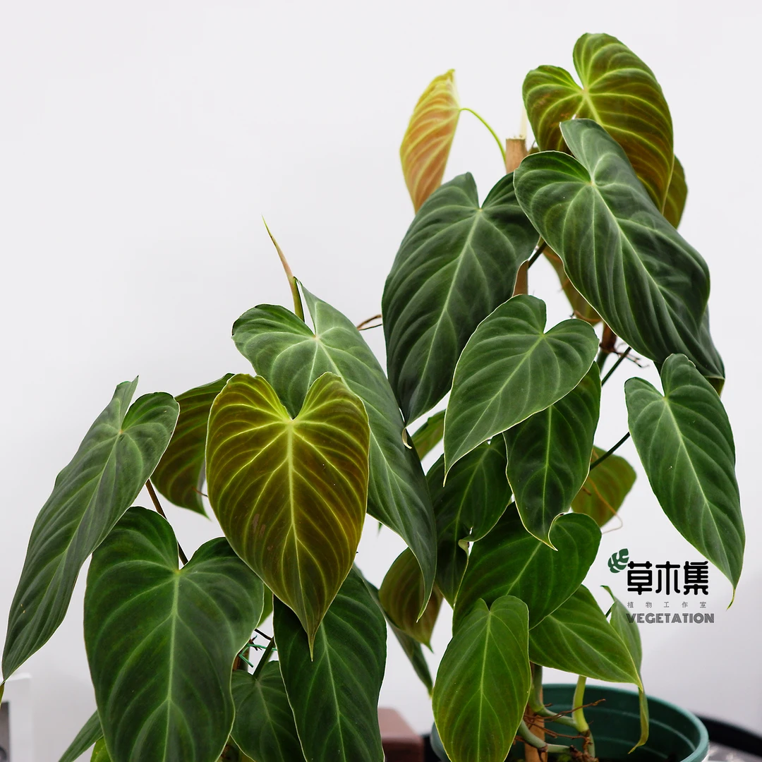 《草木集｜灿烂蔓绿绒》荧荧绿脉织墨金，璀璨绒影夜中燃。