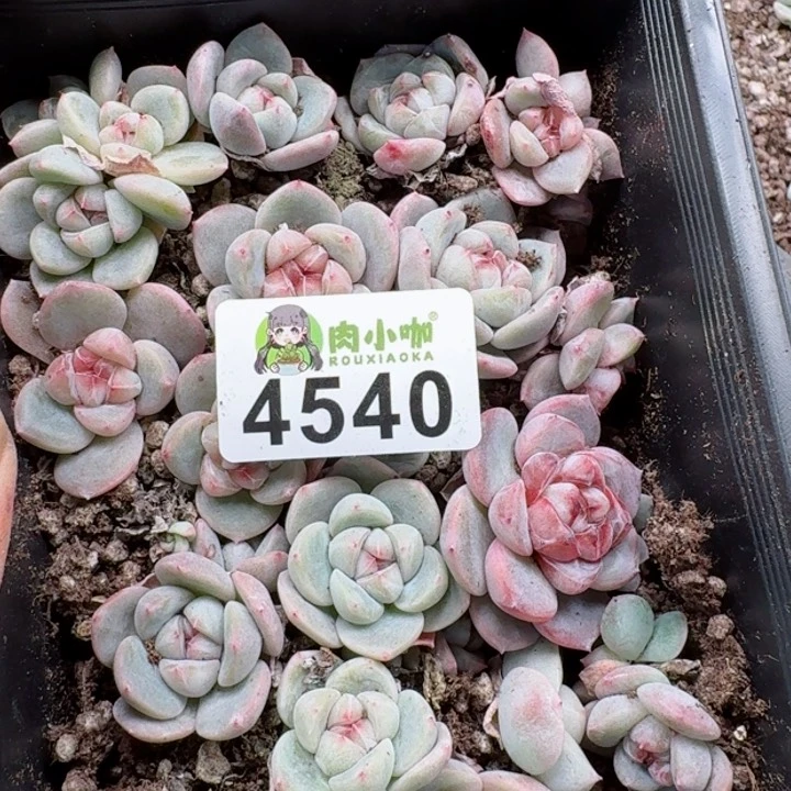 一**贝多肉植物多肉植物