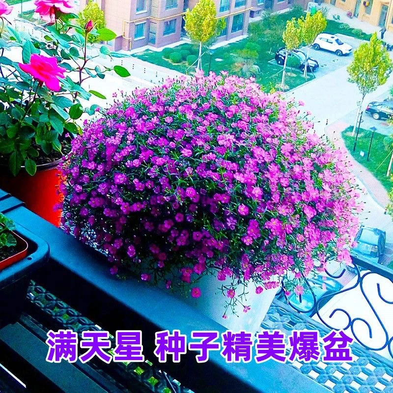 满天星种子四季易种庭院室内易爆盆易花卉种植物花种子