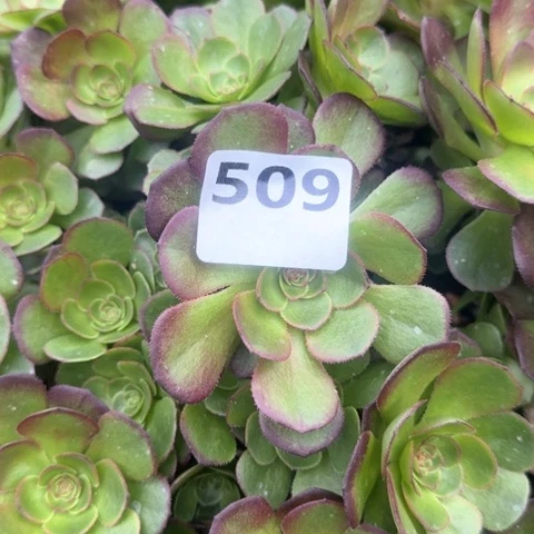 舌***舞法师万包子17-49