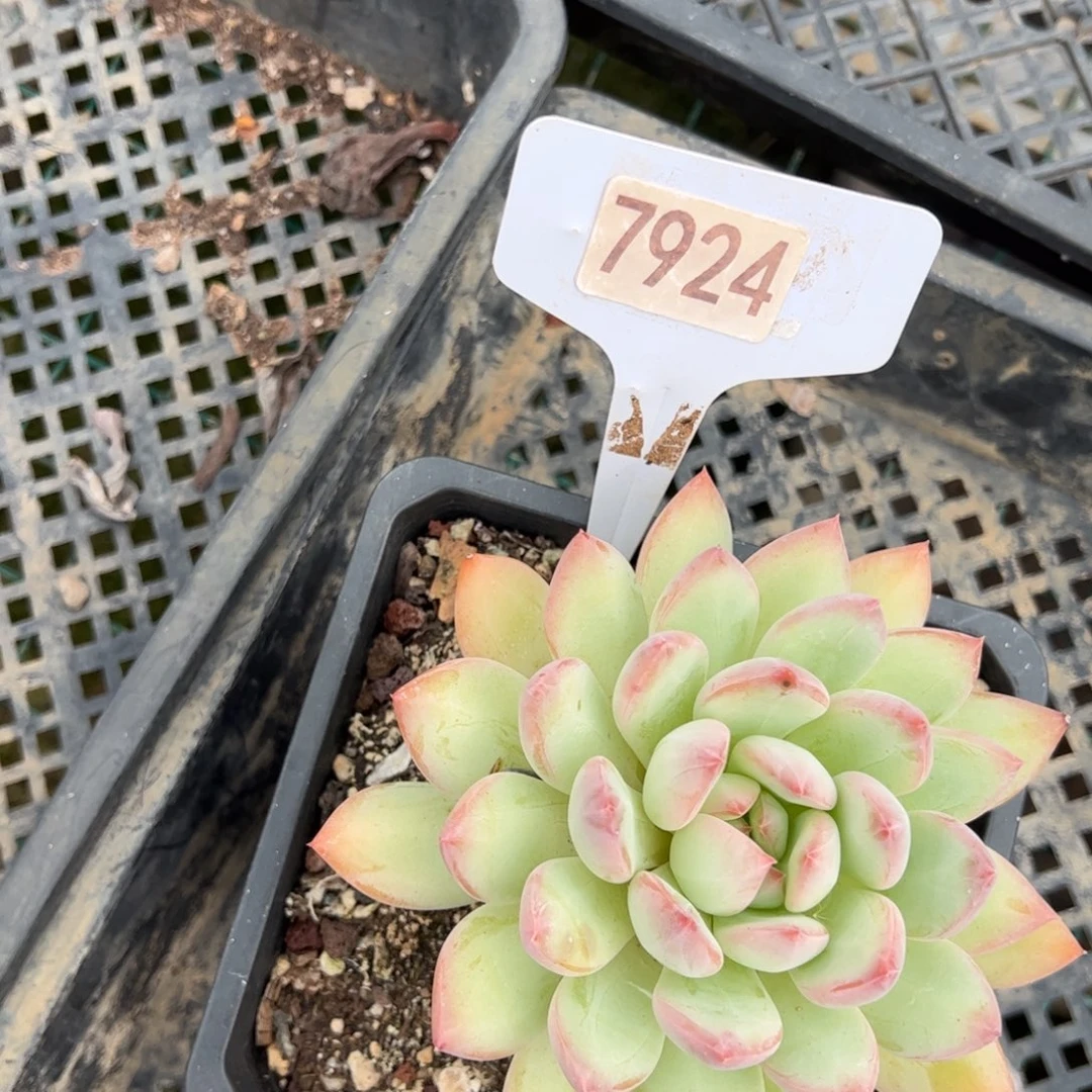 【闪购商品】西*7924。 11111111111
