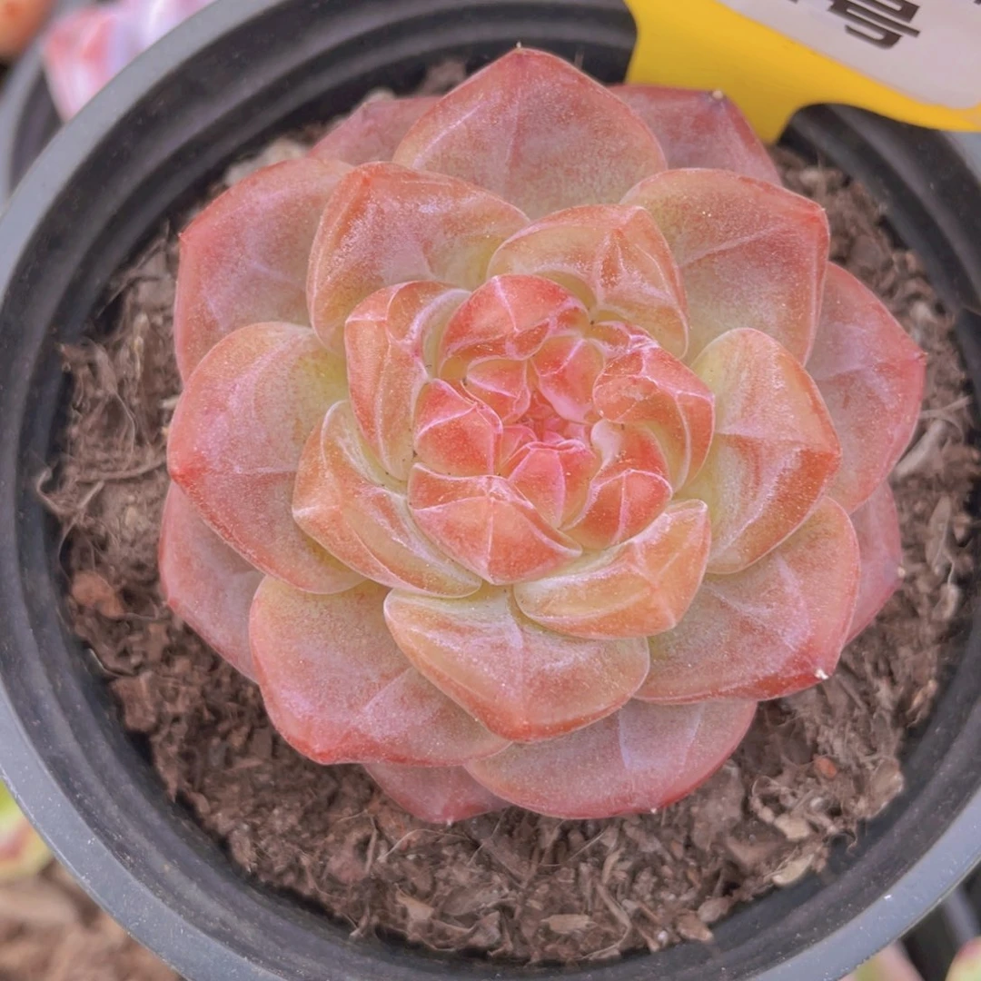 1424号 水晶钻石琥珀