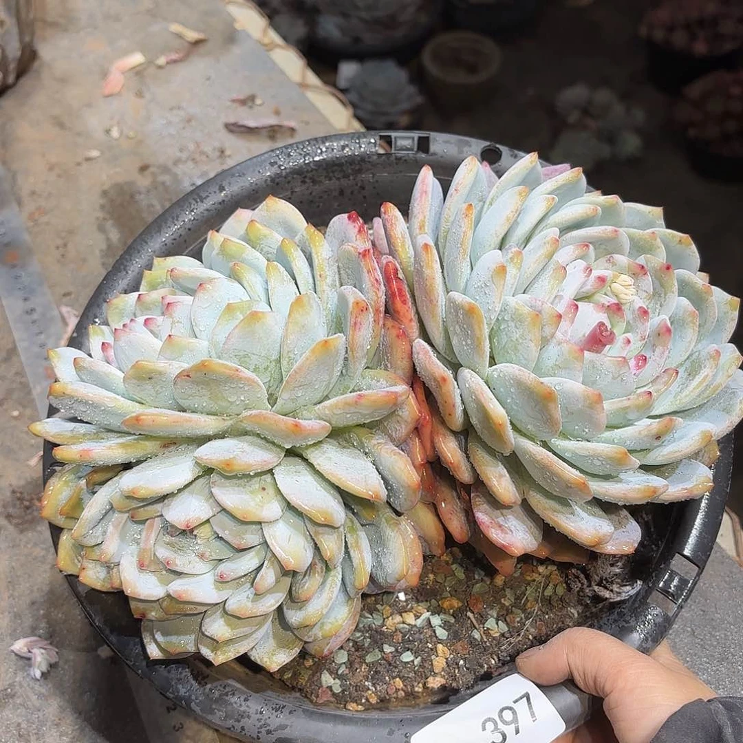 同温层多肉雪天使397