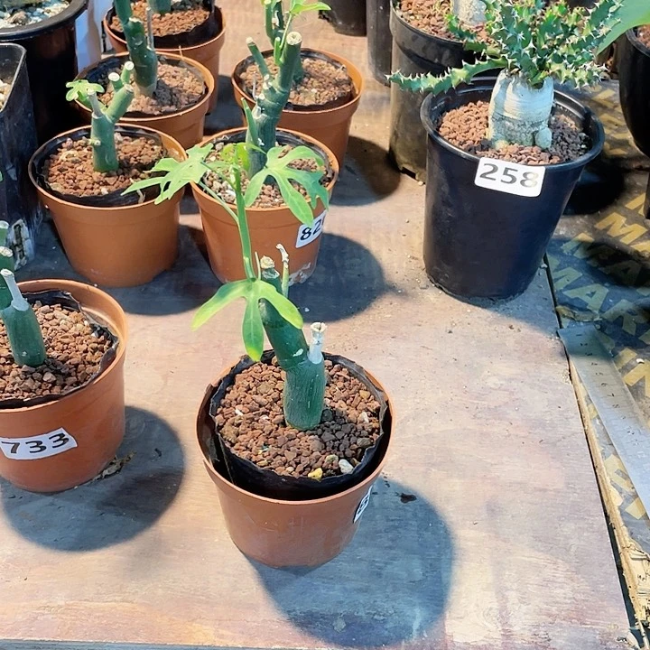 86毒腺蔓块根植物
